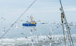 Pesca: al via secondo pacchetto di misure di crisi