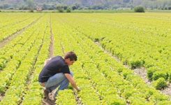 UE: maggiore sostegno agli agricoltori dell’UE attraverso i fondi FEASR