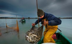Pesca, UE: meno sovrasfruttamento, ma necessari sforzi per proteggere risorse