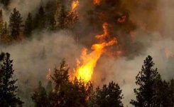 Incendi boschivi, UE:  Italia, tra i Paesi più colpiti