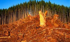 Nuova legge:  prodotti che causano deforestazione non venduti nell’UE