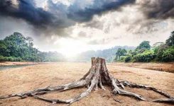 Green Deal: UE approva legge per combattere deforestazione globale