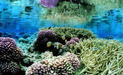 Biodiversità oceanica: accordo globale su protezione e uso sostenibile delle risorse
