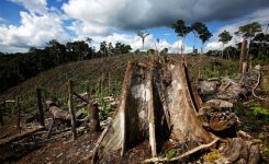 PE: nuova legge per combattere deforestazione globale