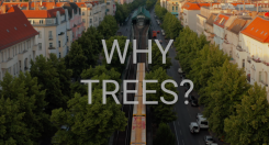 UNECE: SDG? Abbiamo bisogno di alberi