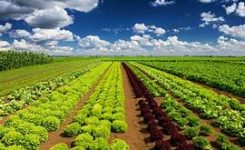 Eurostat: aumenta superficie utilizzata per produzione agricola biologica