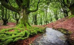 Legge sul ripristino della natura: PE adotta la sua posizione