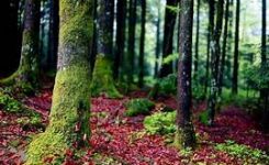 Monitoraggio globale per migliorare  resilienza foreste europee
