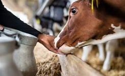 UE: nuove norme per migliorare benessere degli animali