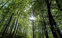 Foreste, raccomandazioni CESE per pianificazione sostenibile
