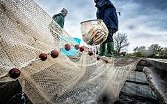 Pesca e acquacultura: UE approva regime di aiuti di Stato italiano